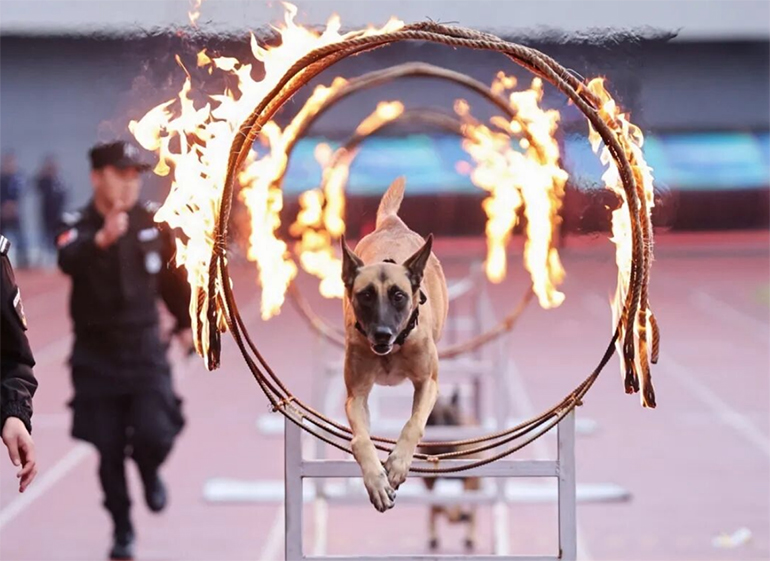 33 上午10.58.06副本.jpg 33 上午10.58.06副本.jpg